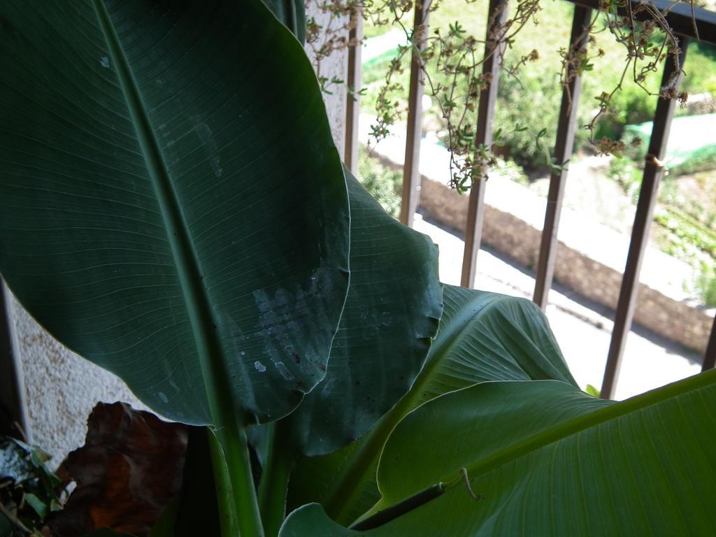 Casa Catharina Bed & Breakfast La Seu d'Urgell Room photo